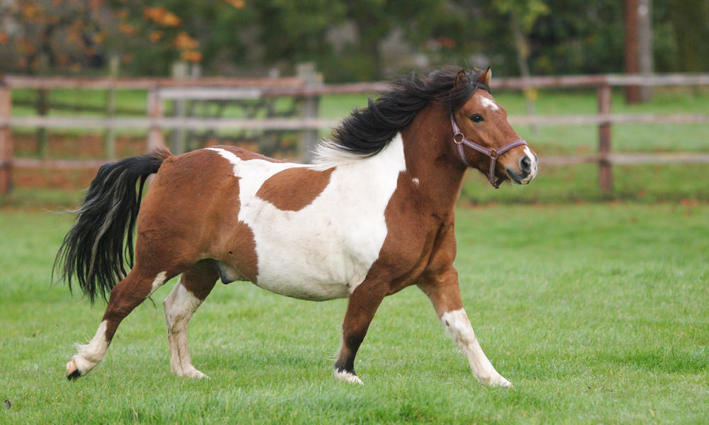 Know whether your horse is overweight