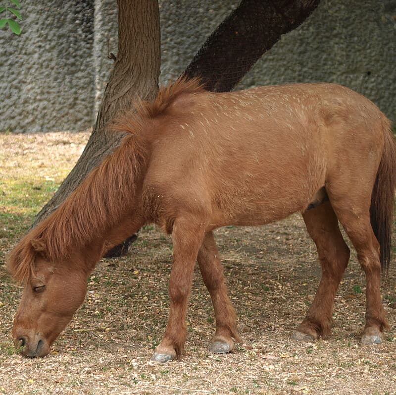 17 Small Horse & Pony Breeds In the World