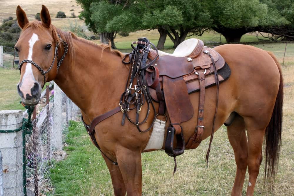 Pricing of Horse Saddles