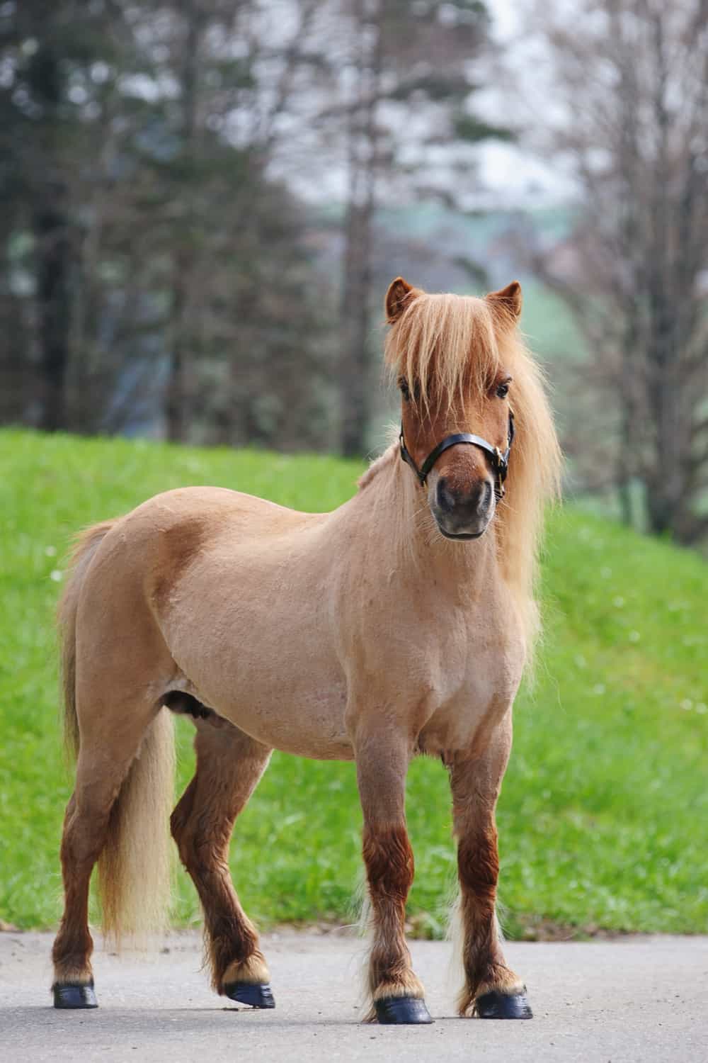 17 Small Horse & Pony Breeds In the World