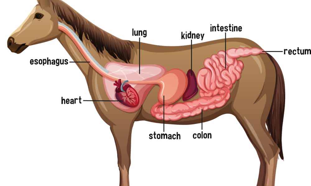Stomach Physiology