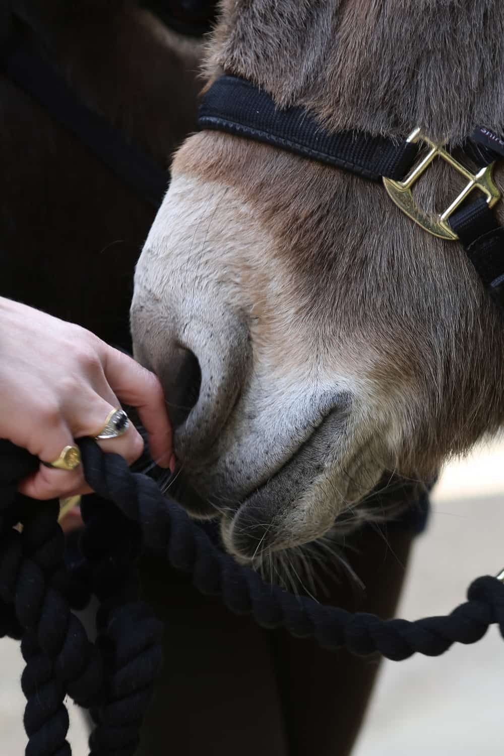 Take advantage of the horse’s strong sense of smell