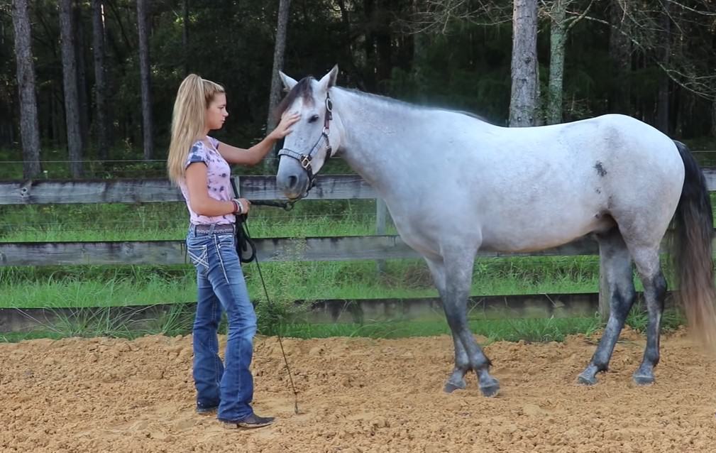 Train the horse commands to pick all four feet