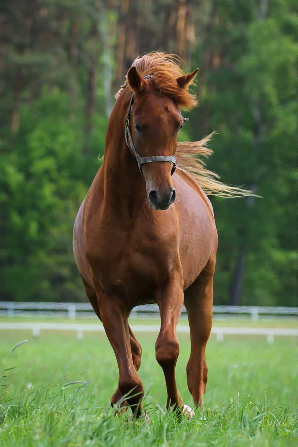 What determines the price of an Arabian horse