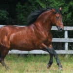 What is a Bay Horse? Everything You Need to Know