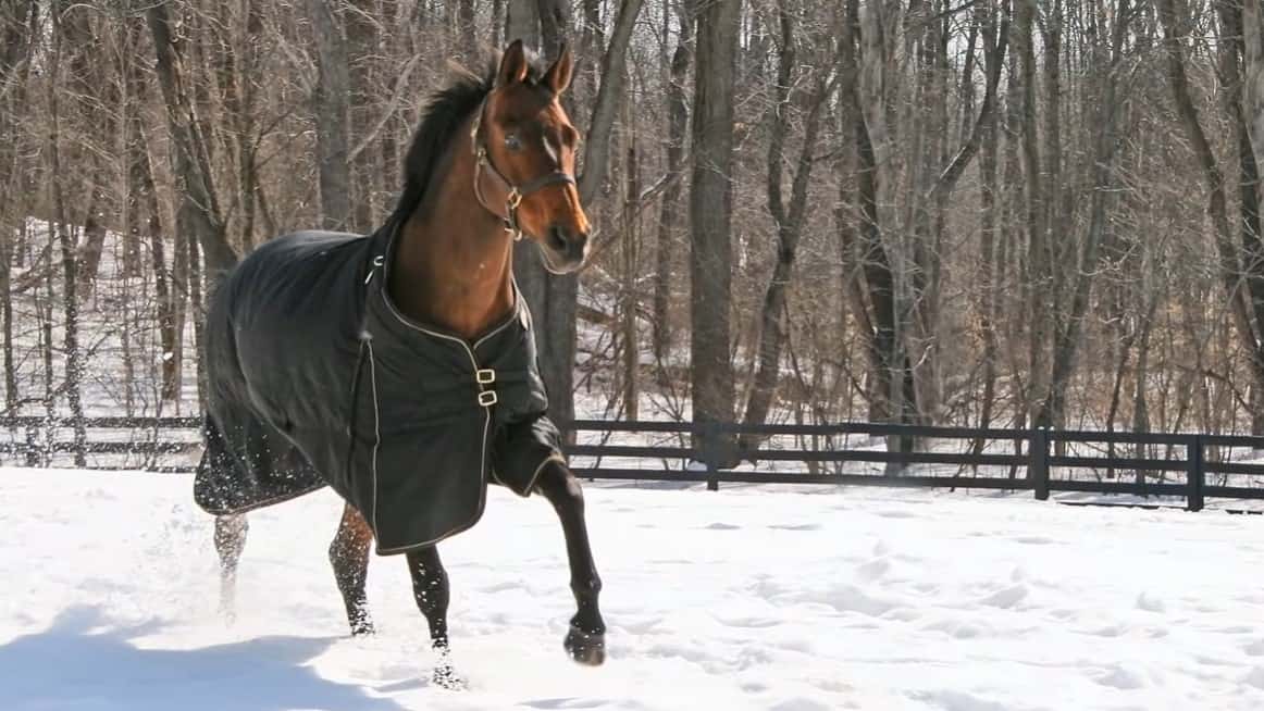 Why It’s Important for Your Horse’s Blanket to Fit Properly