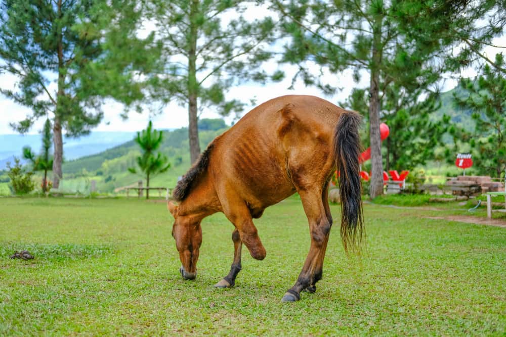 Omgekeerd klep Dubbelzinnigheid 3 Legged Horse: What Happens If A Horse Breaks Its Leg?