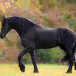 33 Good Black Horse Names (With Meanings)