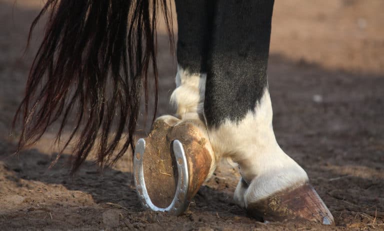 9 Different Types of Horse Shoes