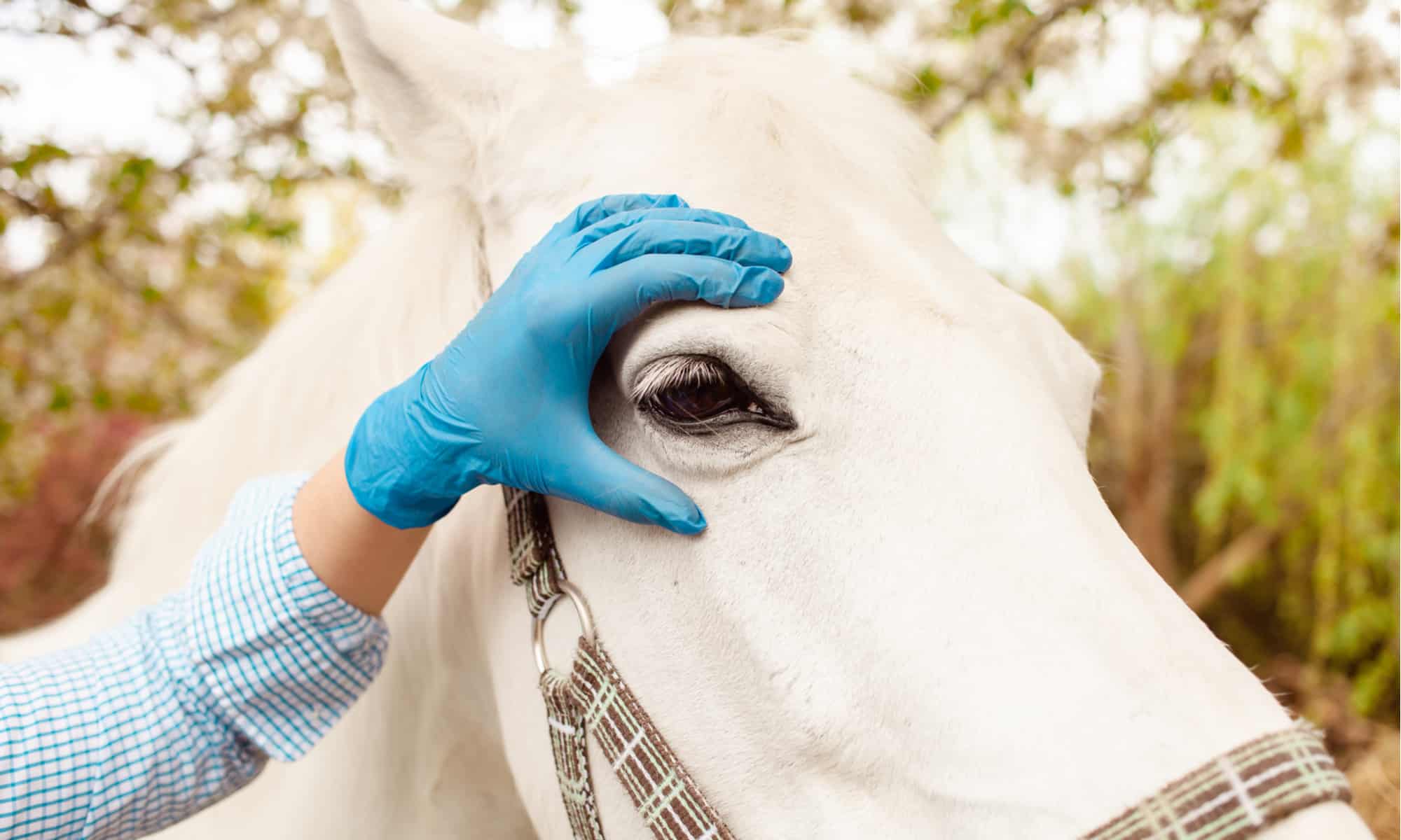 Are Horses Color Blind