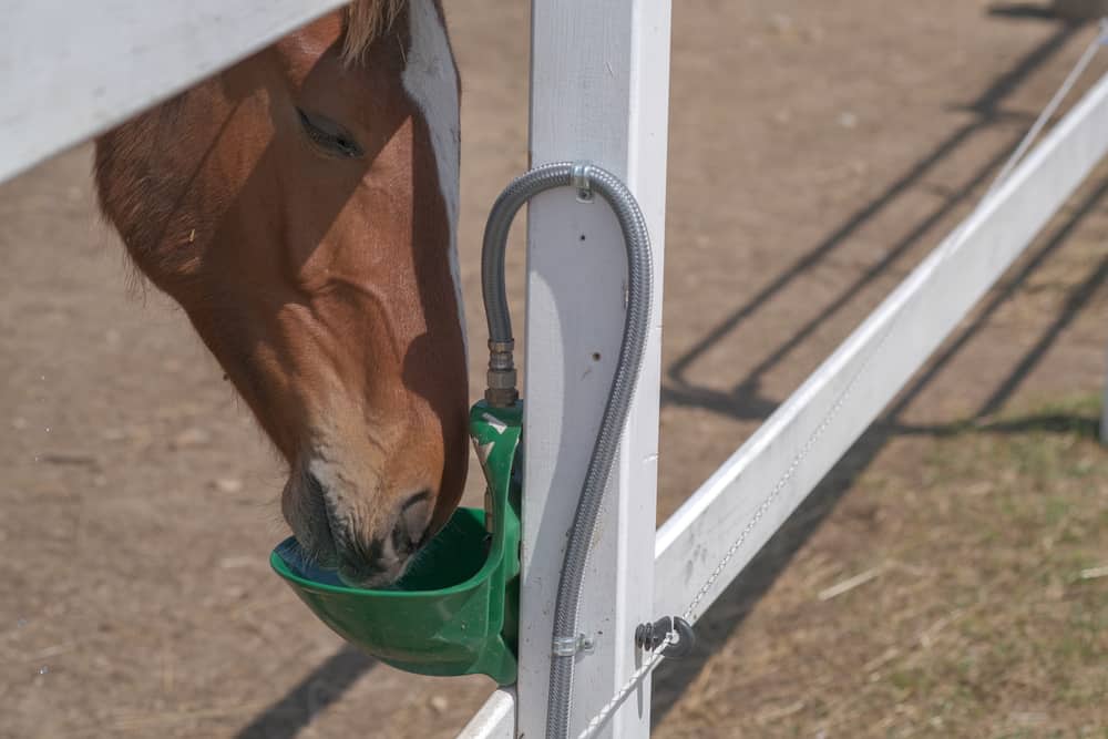Automatic horse waterer