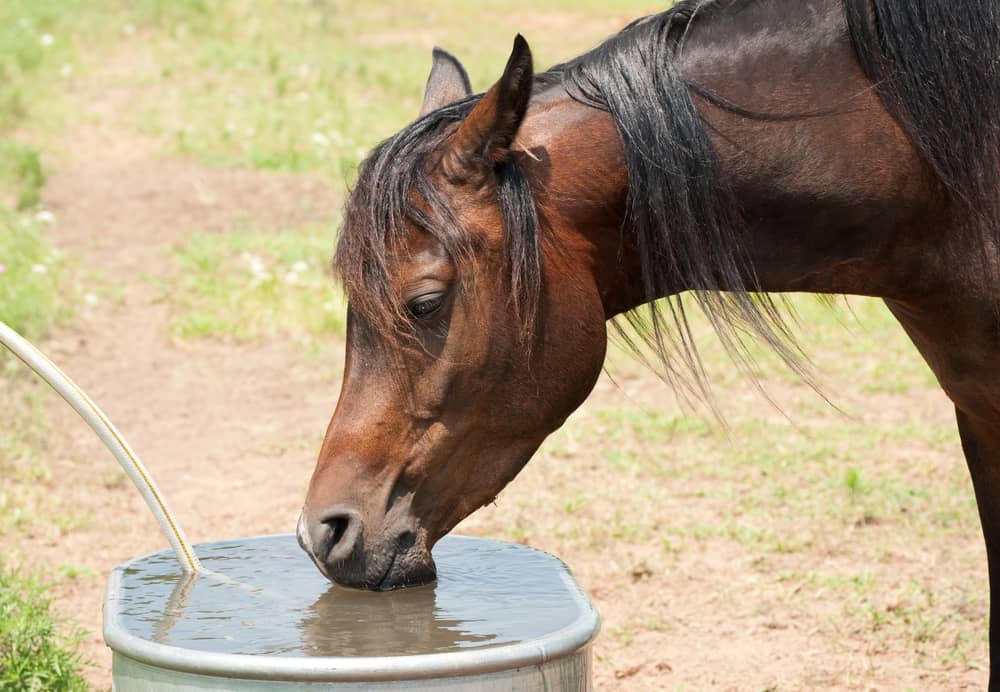 Horse Water Trough