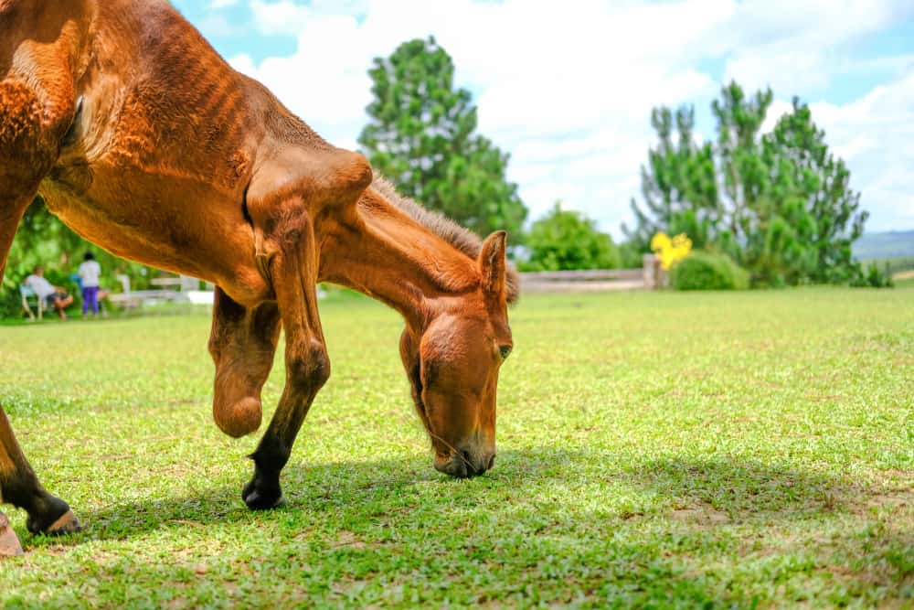 Wild Horses vs. Domesticated Horses