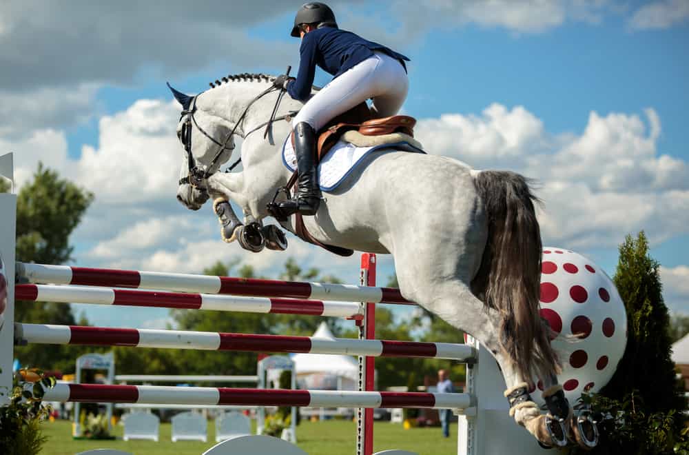 12 Best Jumping Horse Breeds In the World