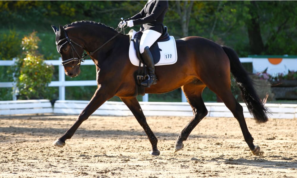 14 Best Dressage Horse Breeds
