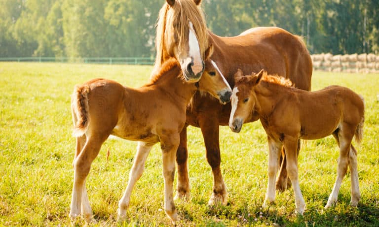 14 Reasons Why Americans Avoid Horse Meat