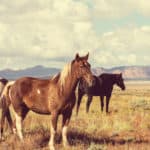 41 Horse Breeds in the USA