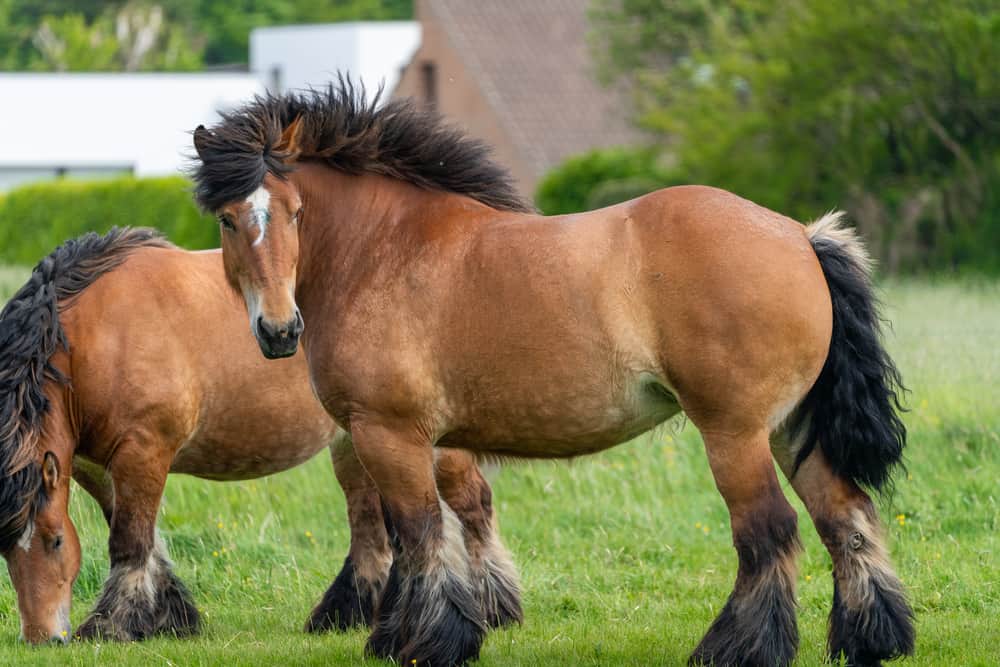 17 Furry Long Haired Horse Breeds