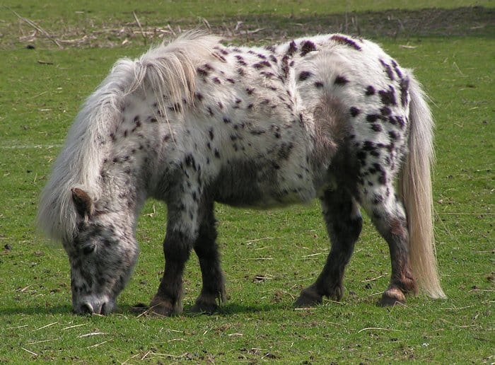 British Pony Brumby