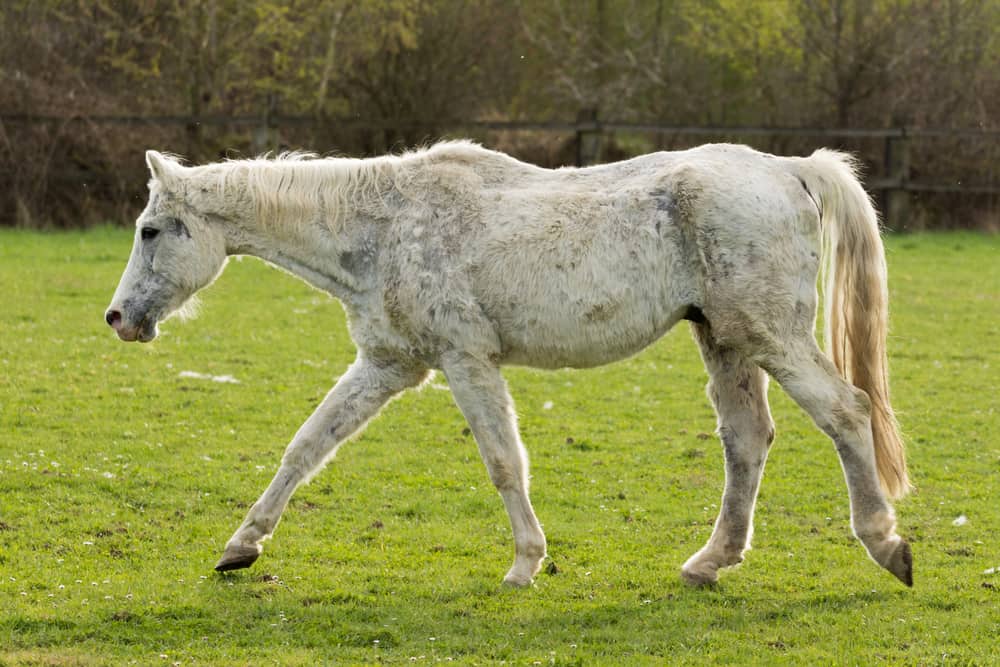 Factors Affecting Aging in Horses
