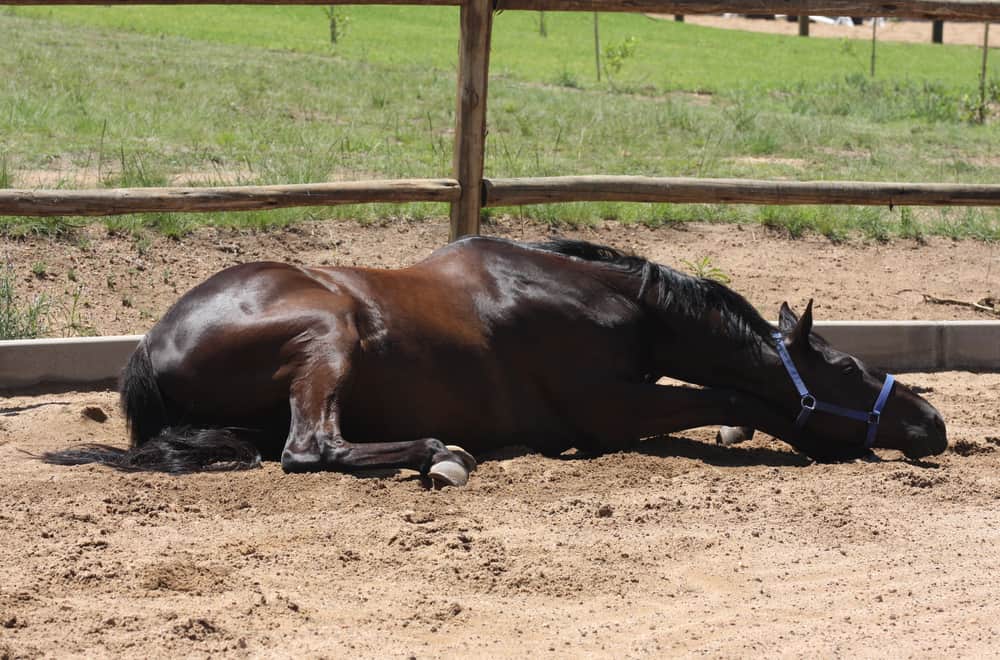 كيف يمكنك معرفة ما إذا كان الحصان ينام