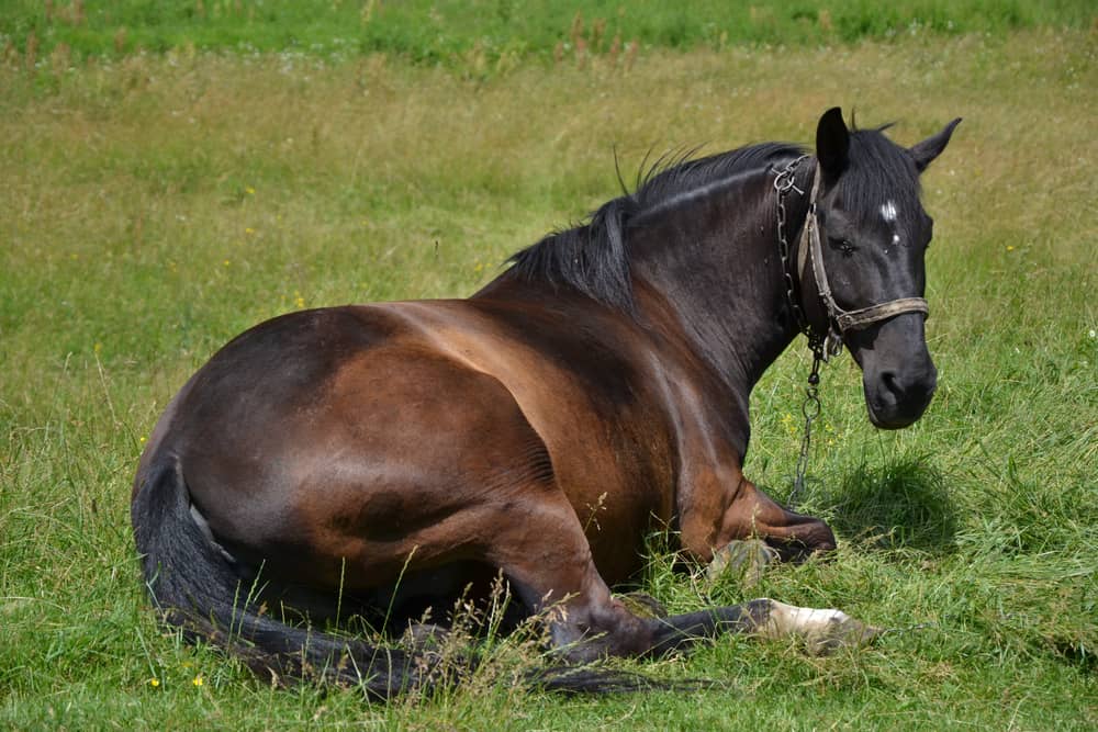 How Long Can Equines Lie Down
