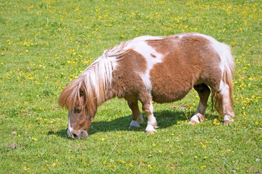 How Much Do Miniature Horses Cost (Price Chart)