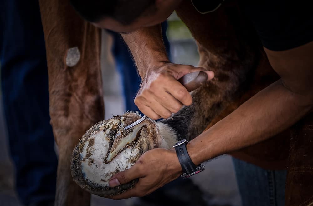 How to Help Your Horse Heal from a Degloved Hoof