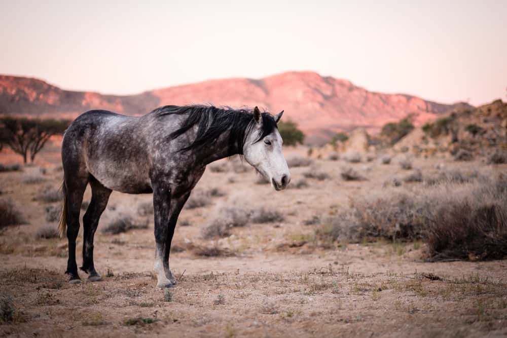 Namib Desert Horse