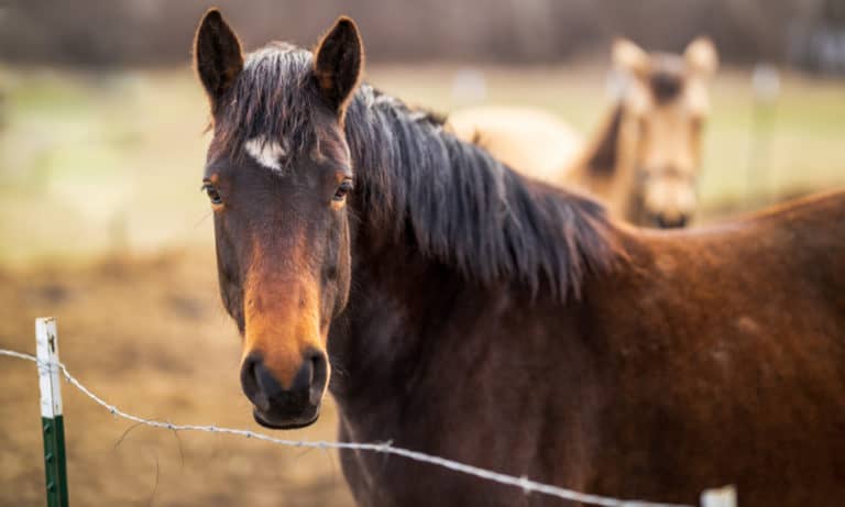 Top 10 Fun Facts About Horses