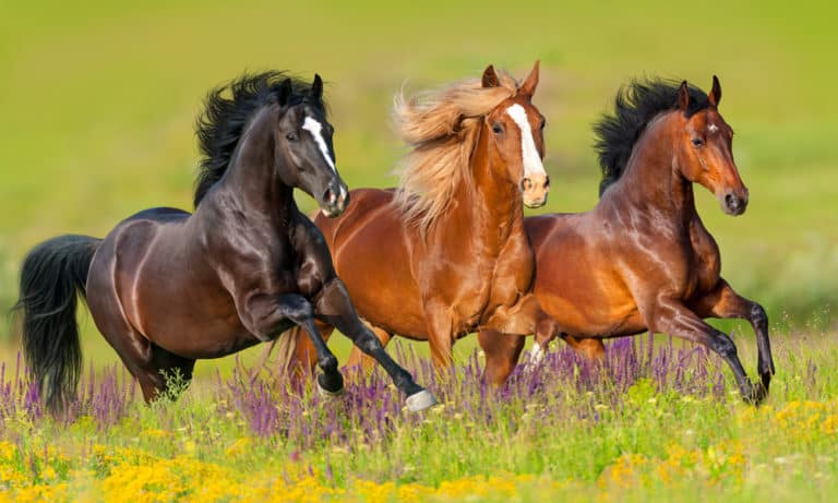 Top 11 Rarest Horse Colors