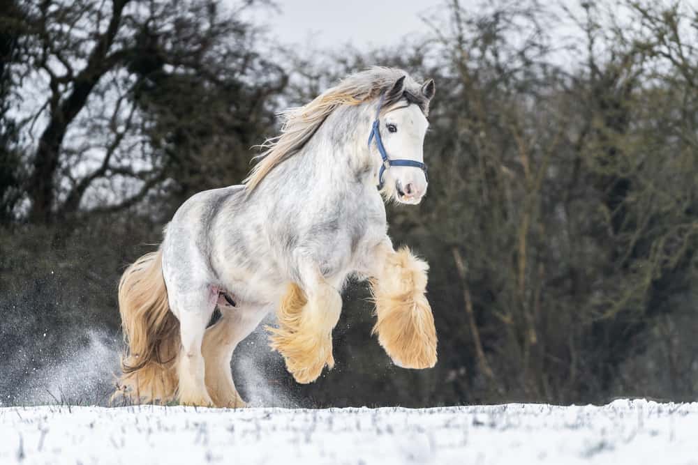 Top 9 Popular Breeds Of Horses With Feathers