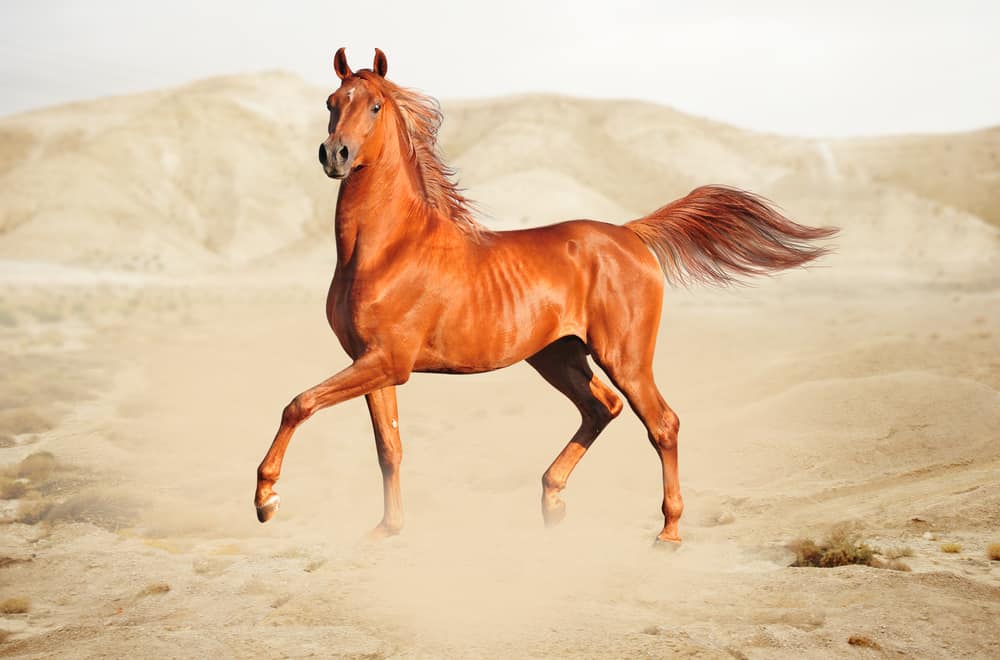 What Is An Arabian Horse