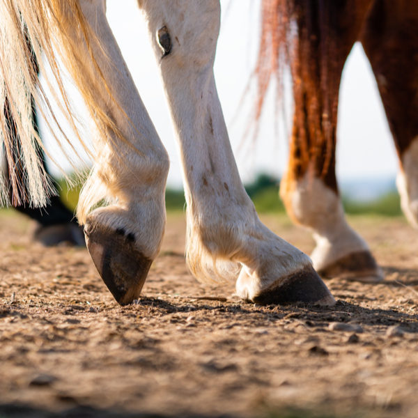What is Horse Founder? (Signs, Types, Causes & Treatment)