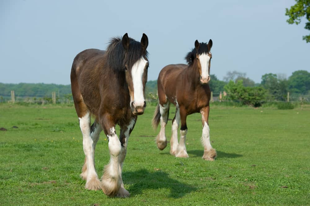 What's the Difference Between Shire vs. Clydesdale