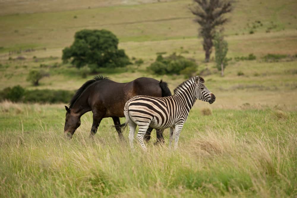 Zebra Vs Horse: Can You Ride Zebras Like Horses?