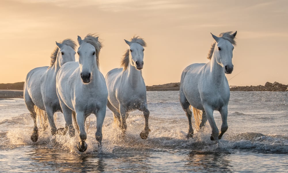 12 Beautiful White Horse Breeds (True & Fake White Identification)