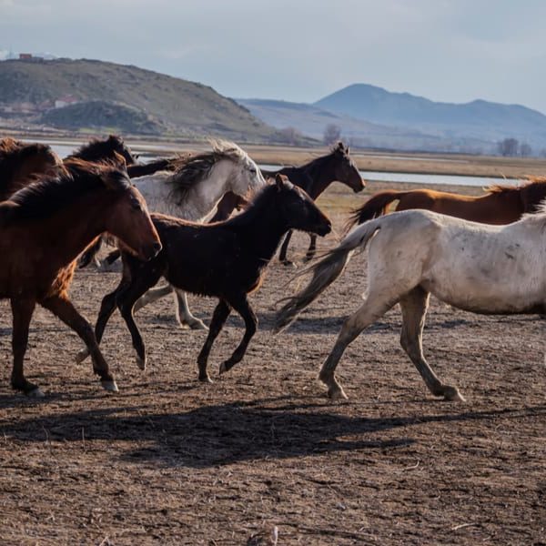 Are Horses Native to America? Where Do Horses Originate From?