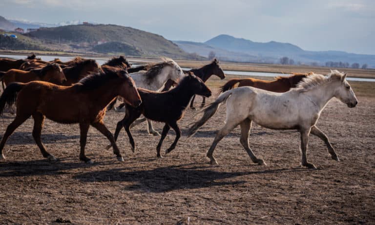 Are Horses Native to America Where Do Horses Originate From