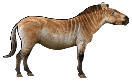 The appearance Equus