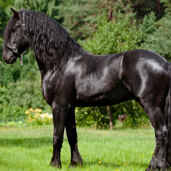 What are Friesian Horses Used For? (9 Uses)